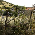 Weine und Weinkultur in Sardinien