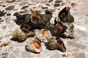 Bocconi: Meeresmuscheln aus Sardinien