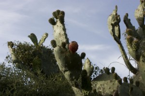 Große Kakteen der Kaktusfeigen