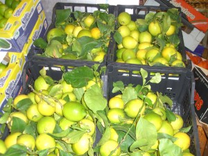 Sardische Zitronen