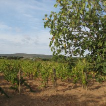 Sardischer Wein – die Lese