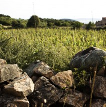 Sardiniens Wein – Kultur: eine Verführung multikulturellen Ursprungs