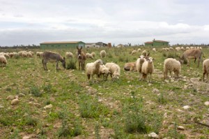 Sardinienreisen: Esel bewachen hier die Schafe der Tiefebenen